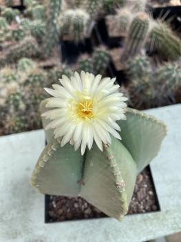 Astrophytum myriostigma nudum